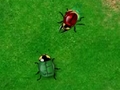 Beetle Wars para jugar online