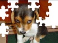 Puzzle lindo perro para jugar online