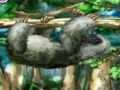 Súper Sloth para jugar online