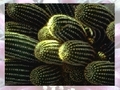 Cactus para jugar online