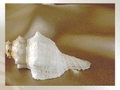 Sea shell para jugar online