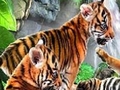 Tigres divertidos para jugar online