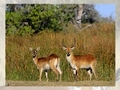 Deer rompecabezas para jugar online