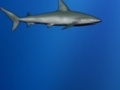 Shark Perdido para jugar online