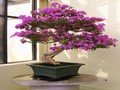 Rompecabezas Bougainvillea para jugar online