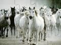 White Horse Jigsaw para jugar online